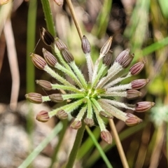 Oreomyrrhis eriopoda (Australian Carraway) at Cotter River, ACT - 23 Jan 2022 by trevorpreston