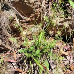 Oreomyrrhis eriopoda at Cotter River, ACT - 23 Jan 2022 12:07 PM