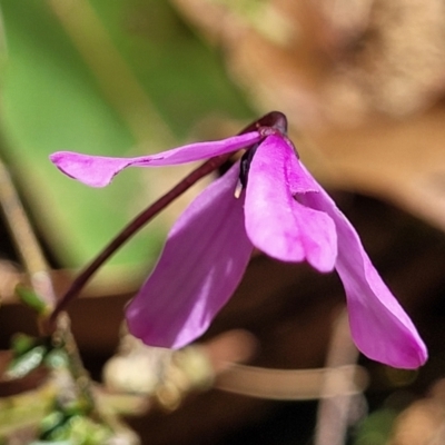 Tetratheca bauerifolia (Heath Pink-bells) at Cotter River, ACT - 23 Jan 2022 by trevorpreston