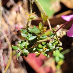 Tetratheca bauerifolia at Cotter River, ACT - 23 Jan 2022