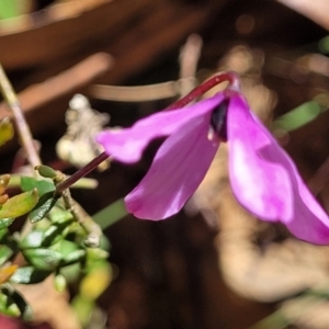 Tetratheca bauerifolia at Cotter River, ACT - 23 Jan 2022