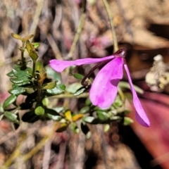 Tetratheca bauerifolia at Cotter River, ACT - 23 Jan 2022