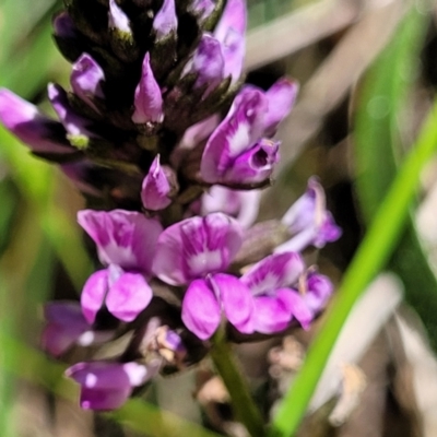 Cullen microcephalum (Dusky Scurf-pea) at Cotter River, ACT - 23 Jan 2022 by trevorpreston