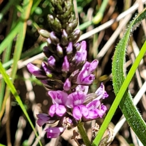 Cullen microcephalum at Cotter River, ACT - 23 Jan 2022 12:02 PM