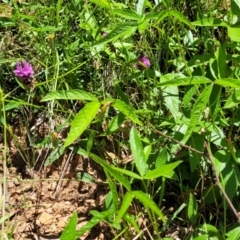 Cullen microcephalum at Cotter River, ACT - 23 Jan 2022