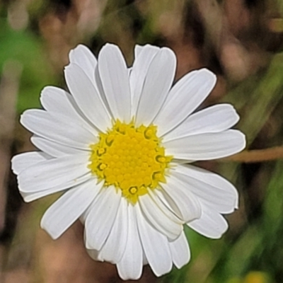 Brachyscome aculeata (Hill Daisy) at Cotter River, ACT - 23 Jan 2022 by trevorpreston
