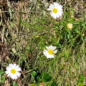 Brachyscome aculeata at Cotter River, ACT - 23 Jan 2022