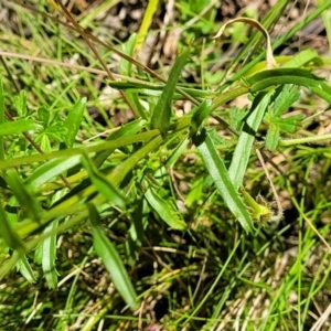 Brachyscome aculeata at Cotter River, ACT - 23 Jan 2022 12:01 PM