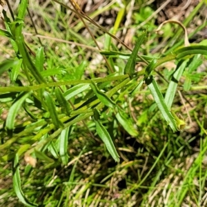 Brachyscome aculeata at Cotter River, ACT - 23 Jan 2022