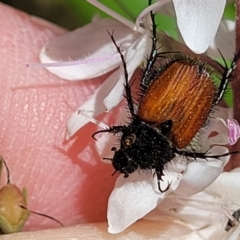 Phyllotocus erythropterus (Nectar scarab) at Cotter River, ACT - 23 Jan 2022 by trevorpreston