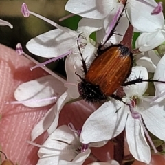 Phyllotocus erythropterus at Cotter River, ACT - 23 Jan 2022 12:00 PM