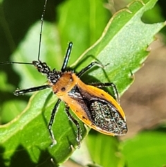 Gminatus australis (Orange assassin bug) at Cotter River, ACT - 23 Jan 2022 by trevorpreston