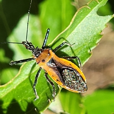 Gminatus australis (Orange assassin bug) at Namadgi National Park - 23 Jan 2022 by tpreston