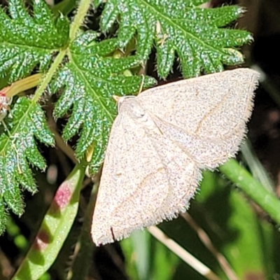 Taxeotis endela (Looper or geometer moth) at Namadgi National Park - 23 Jan 2022 by tpreston