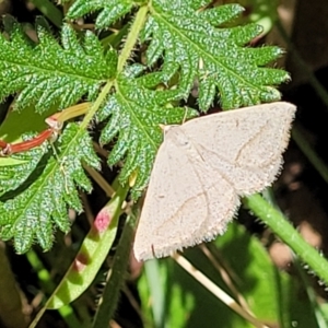 Taxeotis endela at Cotter River, ACT - suppressed