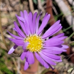 Brachyscome spathulata (Coarse Daisy, Spoon-leaved Daisy) at Cotter River, ACT - 23 Jan 2022 by tpreston