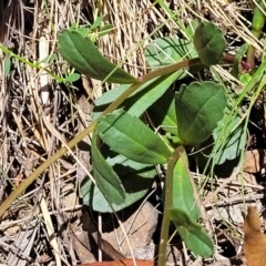 Brachyscome spathulata at Cotter River, ACT - 23 Jan 2022