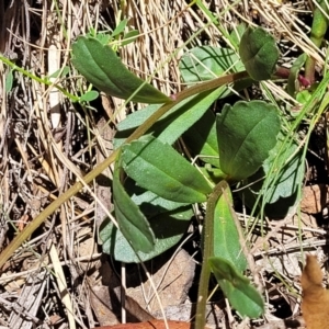 Brachyscome spathulata at Cotter River, ACT - 23 Jan 2022