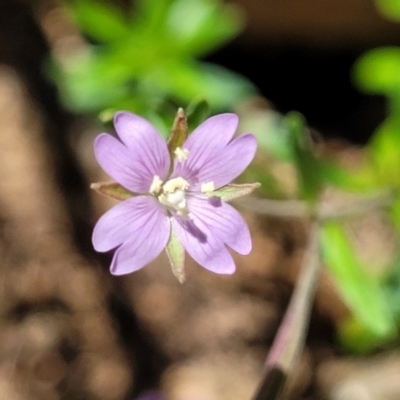 Epilobium billardiereanum subsp. cinereum (Hairy Willow Herb) at Cotter River, ACT - 23 Jan 2022 by tpreston