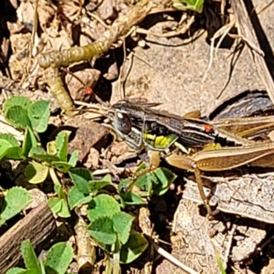 Praxibulus sp. (genus) (A grasshopper) at Namadgi National Park - 23 Jan 2022 by tpreston