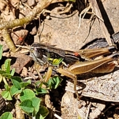 Praxibulus sp. (genus) at Cotter River, ACT - 23 Jan 2022 11:56 AM