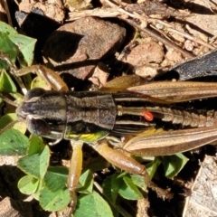 Praxibulus sp. (genus) at Cotter River, ACT - 23 Jan 2022 11:56 AM