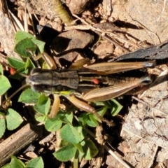 Praxibulus sp. (genus) at Cotter River, ACT - 23 Jan 2022