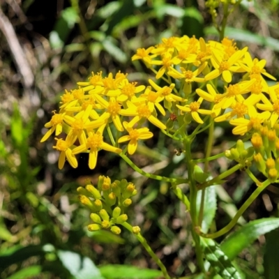 Senecio linearifolius var. latifolius at Cotter River, ACT - 23 Jan 2022 by trevorpreston