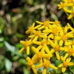 Senecio linearifolius var. latifolius at Cotter River, ACT - 23 Jan 2022 11:52 AM