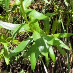 Senecio linearifolius var. latifolius at Cotter River, ACT - 23 Jan 2022 11:52 AM