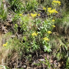 Senecio linearifolius var. latifolius at Cotter River, ACT - 23 Jan 2022 11:52 AM