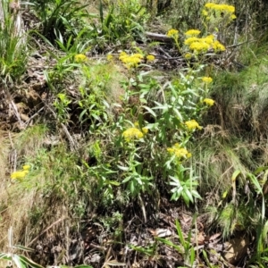 Senecio linearifolius var. latifolius at Cotter River, ACT - 23 Jan 2022