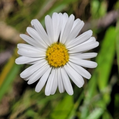 Brachyscome aculeata (Hill Daisy) at Cotter River, ACT - 23 Jan 2022 by tpreston