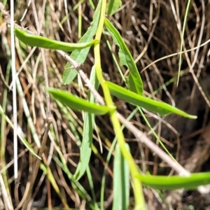 Brachyscome aculeata at Cotter River, ACT - 23 Jan 2022