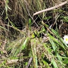 Brachyscome aculeata at Cotter River, ACT - 23 Jan 2022 11:52 AM