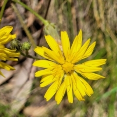 Picris angustifolia (Mountain Picris) at Cotter River, ACT - 23 Jan 2022 by trevorpreston