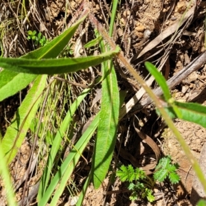 Picris angustifolia at Cotter River, ACT - 23 Jan 2022