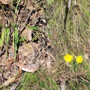 Picris angustifolia at Cotter River, ACT - 23 Jan 2022