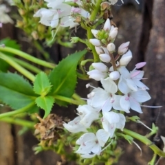 Veronica derwentiana (Derwent Speedwell) at Cotter River, ACT - 23 Jan 2022 by trevorpreston