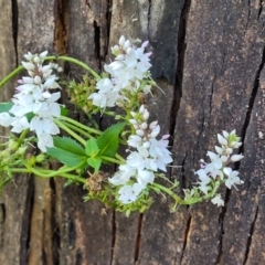 Veronica derwentiana at Cotter River, ACT - 23 Jan 2022 11:50 AM