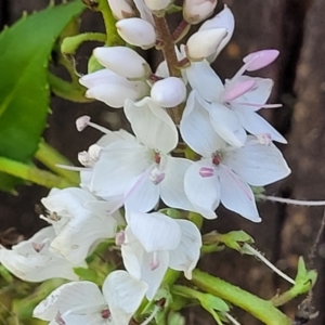 Veronica derwentiana at Cotter River, ACT - 23 Jan 2022 11:50 AM