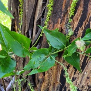 Veronica derwentiana at Cotter River, ACT - 23 Jan 2022 11:50 AM