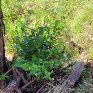 Veronica derwentiana at Cotter River, ACT - 23 Jan 2022 11:50 AM