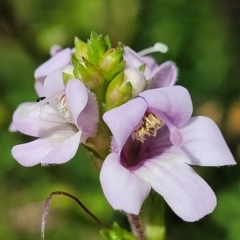 Euphrasia collina subsp. paludosa at Cotter River, ACT - 23 Jan 2022 by trevorpreston