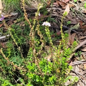 Euphrasia collina subsp. paludosa at Cotter River, ACT - 23 Jan 2022