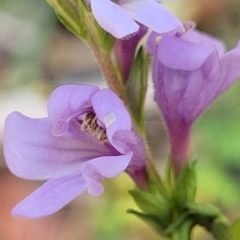 Euphrasia collina subsp. paludosa at Cotter River, ACT - 23 Jan 2022 11:48 AM