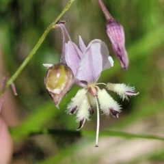 Arthropodium milleflorum (Vanilla Lily) at Cotter River, ACT - 23 Jan 2022 by trevorpreston