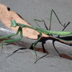 Pseudomantis albofimbriata at Cook, ACT - suppressed