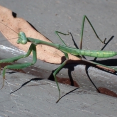 Unidentified Praying mantis (Mantodea) at Cook, ACT - 16 Jan 2022 by drakes