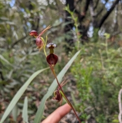 Caleana major (Large Duck Orchid) at Yadboro, NSW - 23 Jan 2022 by WalterEgo